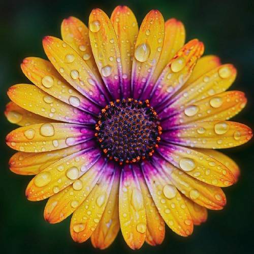 علی کلاش قسم دادم خدا رو به ماه و به ستاره